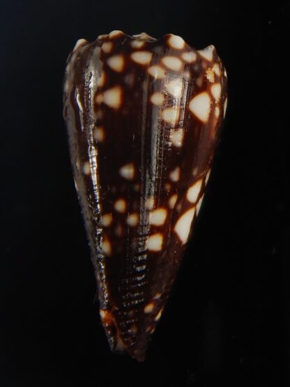 Conus bandanus nigrescens 31.59 mm Gem-65408