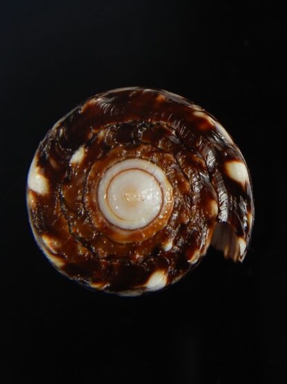 Conus bandanus nigrescens 31.59 mm Gem-65407