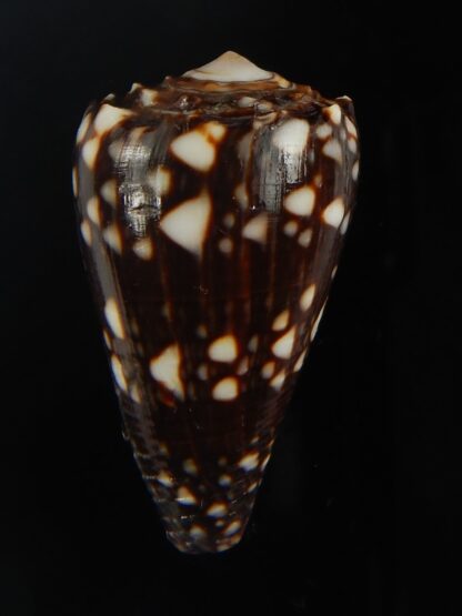 Conus bandanus nigrescens 32.20 mm Gem-65416