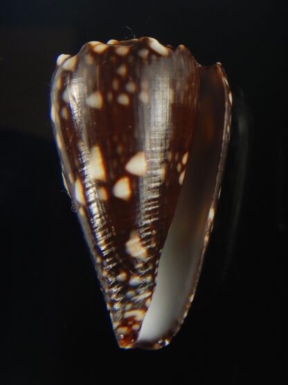 Conus bandanus nigrescens 32.20 mm Gem-65417