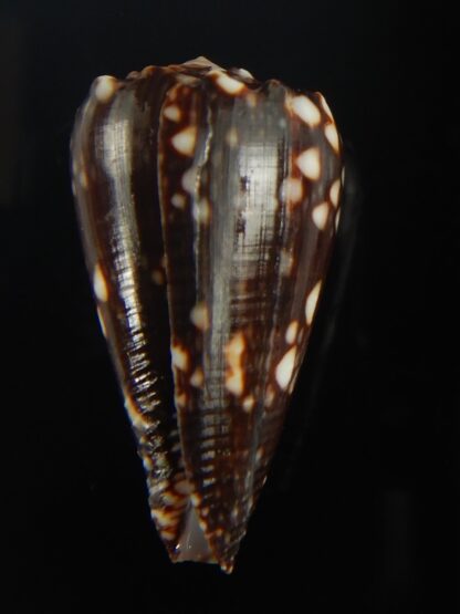 Conus bandanus nigrescens 32.20 mm Gem-65419