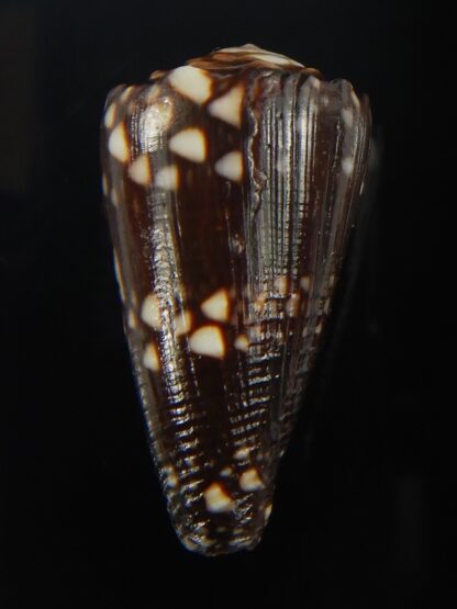 Conus bandanus nigrescens 32.42 mm Gem-65428