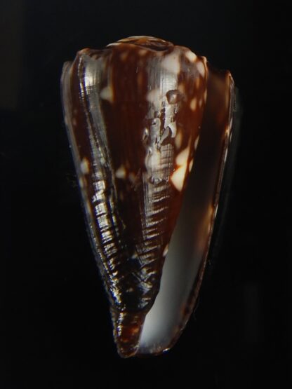 Conus bandanus nigrescens 32.42 mm Gem-65429