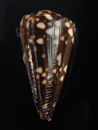 Conus bandanus nigrescens 32.42 mm Gem-65426