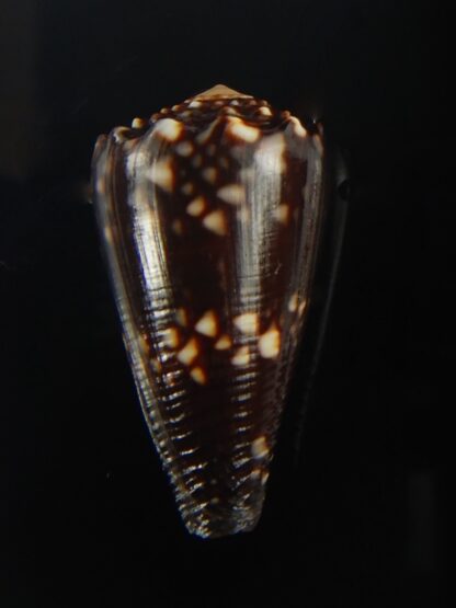 Conus bandanus nigrescens 28.70 mm Gem-65436