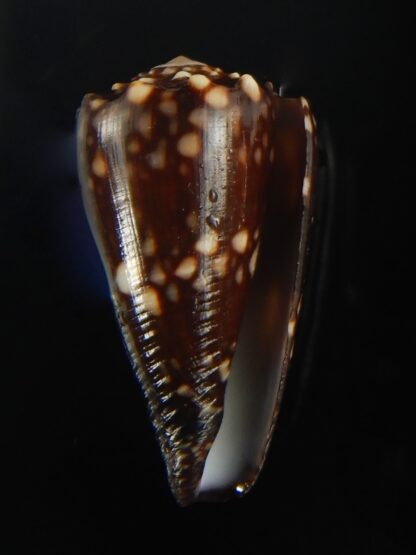 Conus bandanus nigrescens 28.70 mm Gem-65438