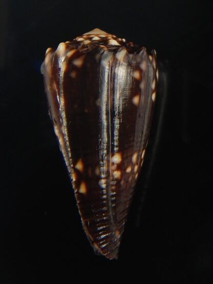 Conus bandanus nigrescens 28.70 mm Gem-65437