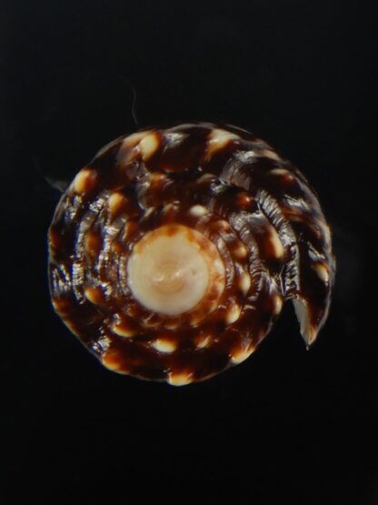 Conus bandanus nigrescens 28.70 mm Gem-65439