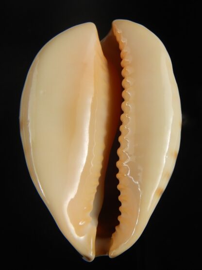 Zoila perlae perlae 43.23 mm Gem-65470
