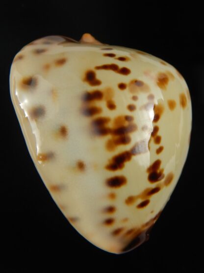 Zoila perlae perlae 43.23 mm Gem-65471