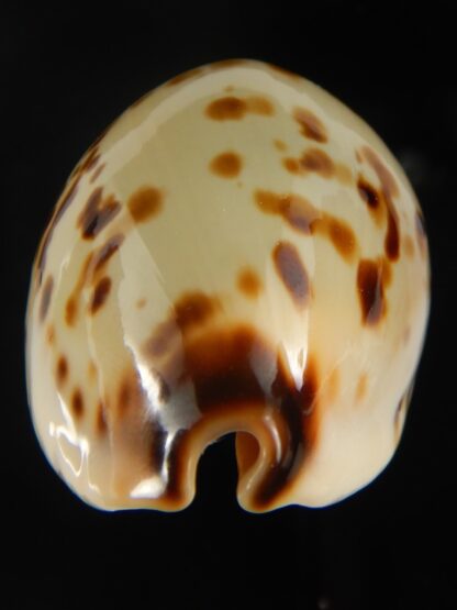 Zoila perlae perlae 43.23 mm Gem-65474