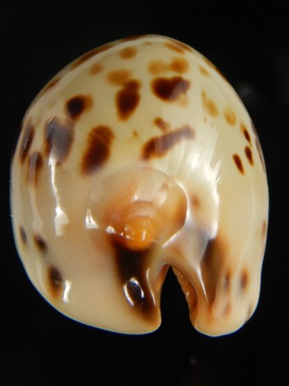 Zoila perlae perlae 43.23 mm Gem-65472