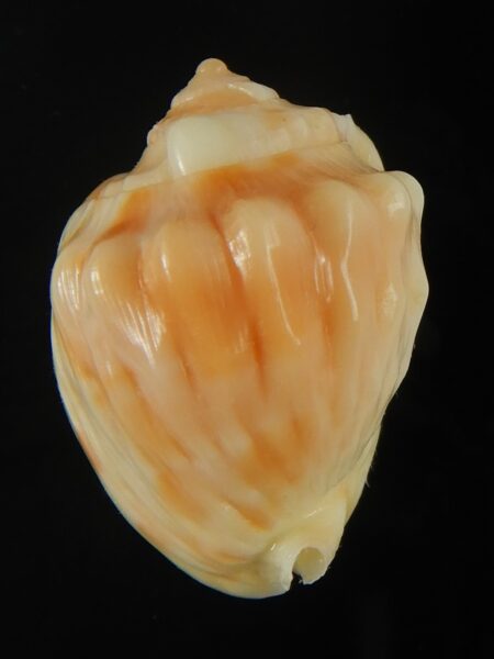 Cassis (Hypocassis) patamakanthini 29.83 mm Gem-65447