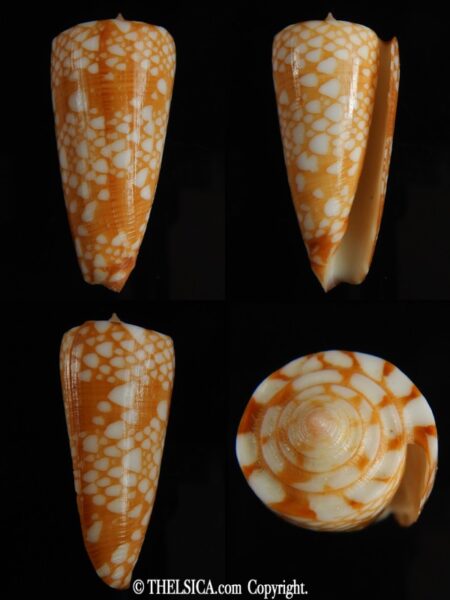 Eugeniconus nobilis gisellelieae ... GOLDEN ... 44.81 mm Gem -0