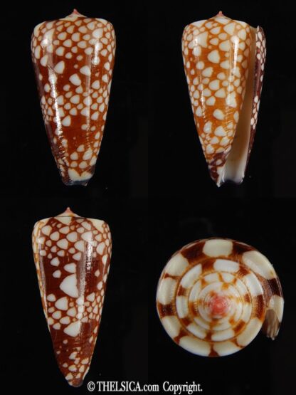 Eugeniconus nobilis gisellelieae 36.16 mm Gem-0