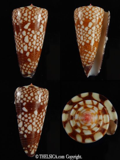 Eugeniconus nobilis gisellelieae 38.54 mm Gem -0