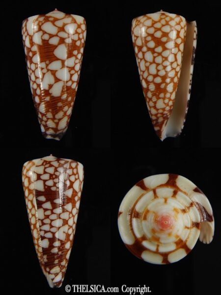 Eugeniconus nobilis gisellelieae 39.28 mm Gem -0