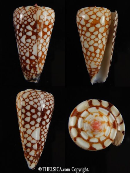 Eugeniconus nobilis gisellelieae 39.97 mm Gem-0
