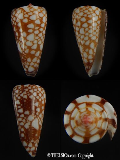 Eugeniconus nobilis gisellelieae 40.08 mm Gem-0