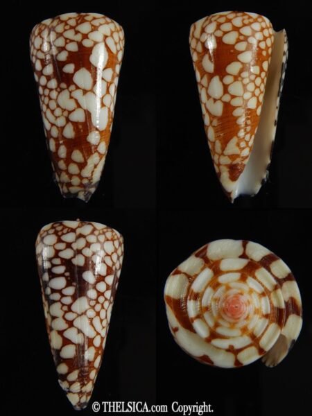 Eugeniconus nobilis gisellelieae 41.52 mm Gem-0