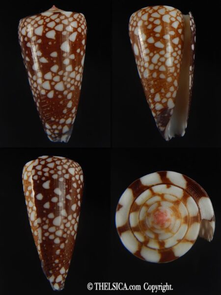 Eugeniconus nobilis gisellelieae 42.67 mm Gem-0