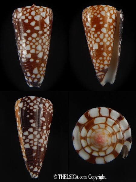 Eugeniconus nobilis gisellelieae 43.79 mm Gem -0