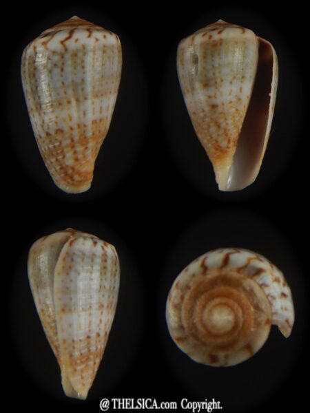 Floraconus aplustre 24.69 mm F+++/Gem-0