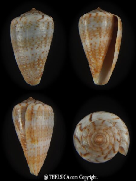 Floraconus aplustre 25.99 mm Gem-0