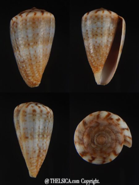 Floraconus aplustre 26.28 mm Gem (-)-0