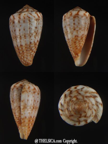 Floraconus aplustre 26.29 mm Gem (-)-0
