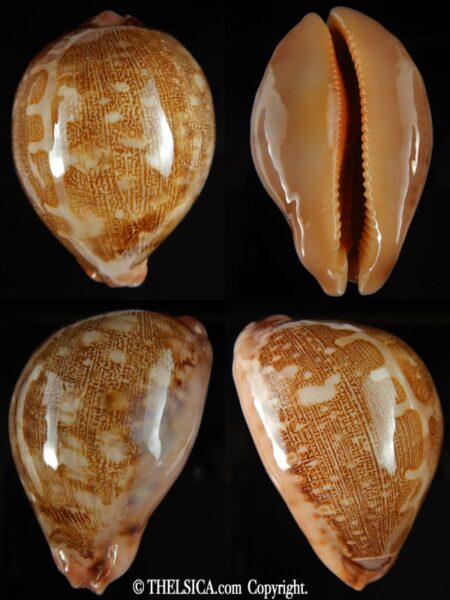 Leporicypraea geographica geographica 74.48 mm Gem -0