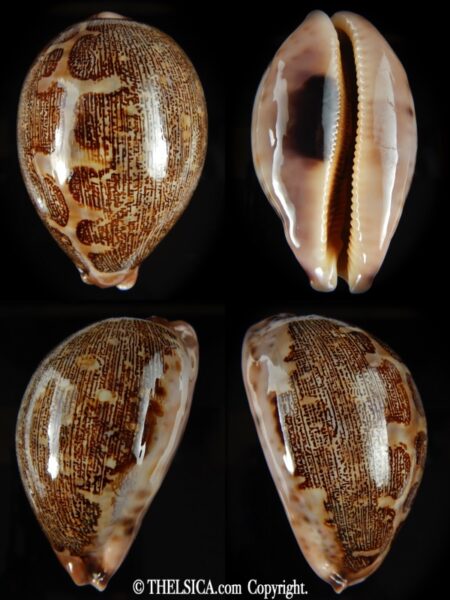 Leporicypraea mappa ... SP ... 75.92 mm Gem-0