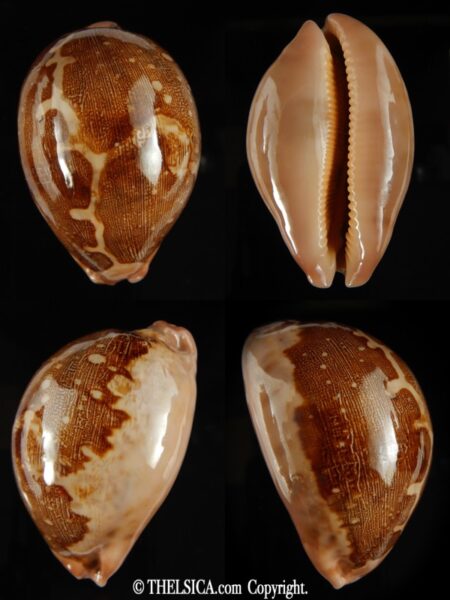 Leporicypraea mappa mappa 70.10 mm Gem-0