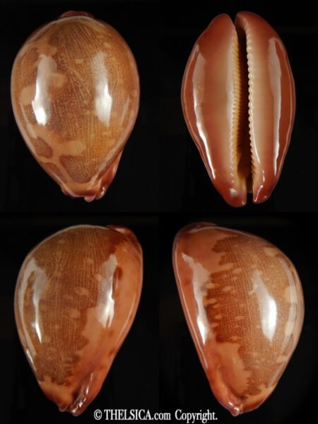 Leporicypraea mappa panerythra..TOP RED ... 72.54 mm Gem-0