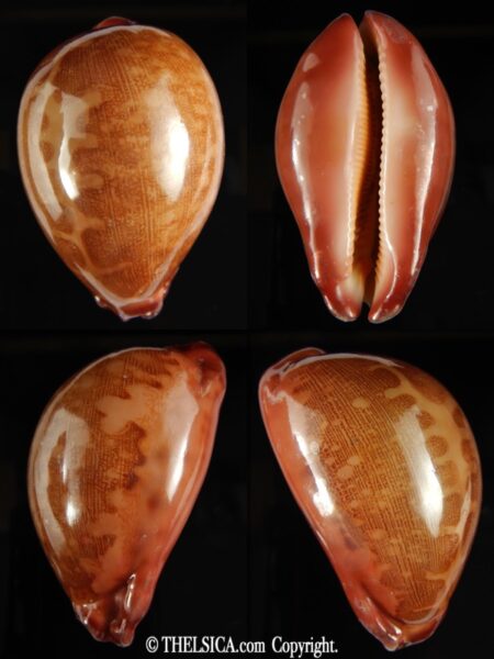Leporicypraea mappa panerythra..TOP RED ... 75.05 mm F+++/Gem-0