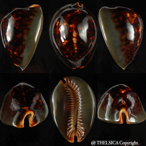 Mauritia mauritiana N&R 70.36 mm Gem -0