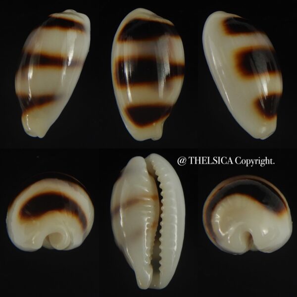 Palmadusta asellus asellus 19.45 mm Gem -0