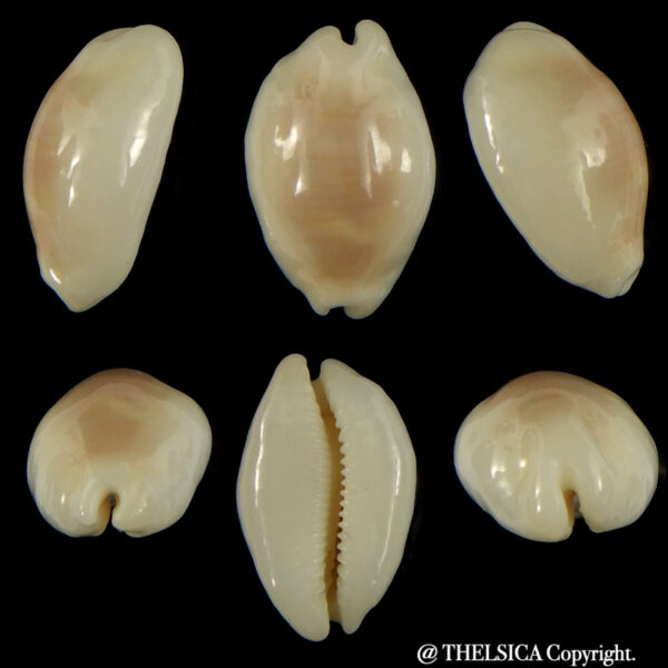 Palmadusta clandestina moniliaris candida N&R 19.47 mm Gem -0
