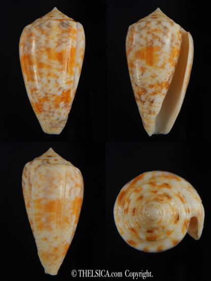 Pionoconus arafurensis 41.71 mm Gem-0