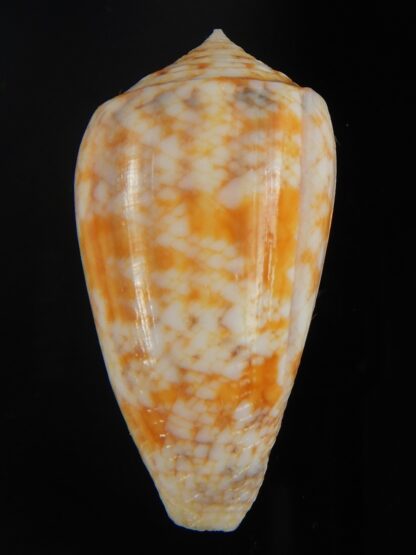 Pionoconus arafurensis 41.71 mm Gem-65385