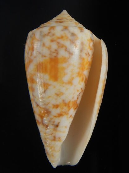 Pionoconus arafurensis 41.71 mm Gem-65386