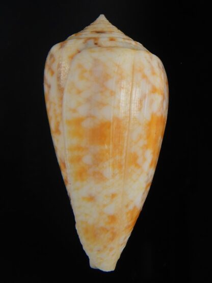 Pionoconus arafurensis 41.71 mm Gem-65387