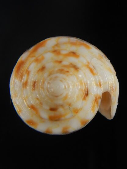 Pionoconus arafurensis 41.71 mm Gem-65388