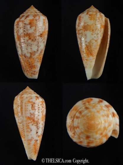 Pionoconus arafurensis 42.37 mm Gem-0