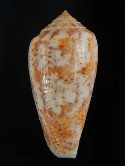 Pionoconus arafurensis 42.37 mm Gem-65395