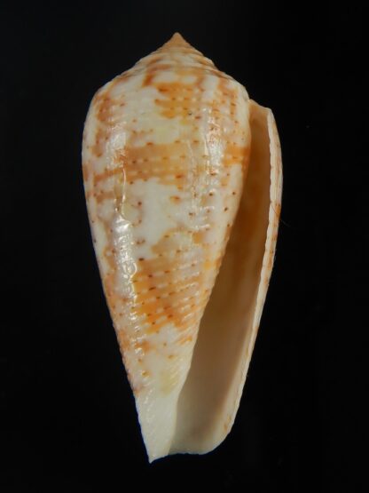 Pionoconus arafurensis 42.37 mm Gem-65396