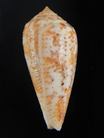 Pionoconus arafurensis 42.37 mm Gem-65398