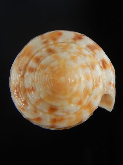 Pionoconus arafurensis 42.37 mm Gem-65399