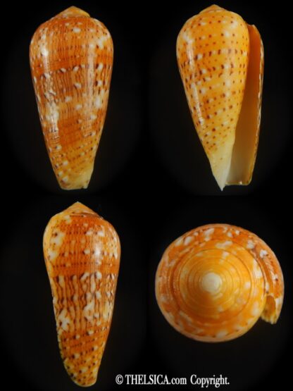 Pionoconus floccatus magdalenae 50.82 mm Gem-0