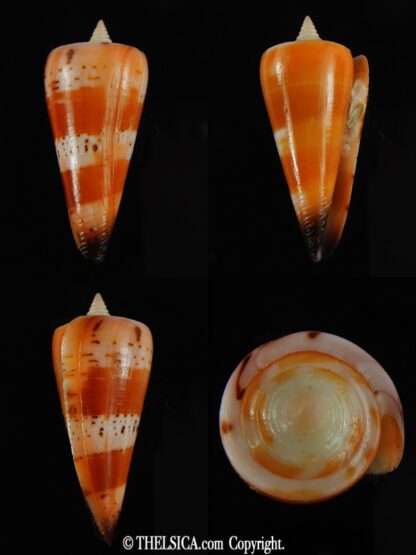 Strategoconus krabiensis 42.48 mm Gem-0